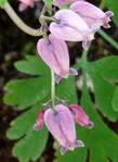 Dicentra formosa, Pacific  Bleeding Heart, grows in the forests of the  mountains of California.  - grid24_3