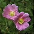 Rosa woodsii ultramontana Mountain Rose has lightly fragrant flowers. - grid24_3