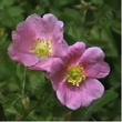 Rosa woodsii ultramontana Mountain Rose has lightly fragrant flowers. - grid24_24