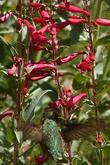 Penstemon pseudospectabilis, Desert Penstemon, Arizona Penstemon, Rosy Desert Beardtongue with an Anna Hummingbird - grid24_3