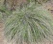 Muhlenbergia rigens,  Deer Grass, is the most popular California native grass for ornamental use.  - grid24_24