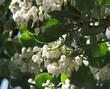 A native bee working the flowers of Dr. Hurd manzanita - grid24_3