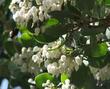 A native bee working the flowers of Dr. Hurd manzanita - grid24_24