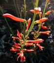 The flowers of Penstemon labrosus, Penstemon labrosus; San Gabriel Beardtongue, or an easier name, Scarlet Penstemon - grid24_24