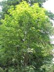 Acer macrophyllum, Big Leaf Maple tree. - grid24_24