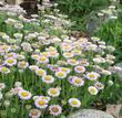Erigeron glaucus, Cape Sebastian works well as a small ground cover or in a pot or container.  - grid24_3
