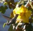 Fremontodendron Pacific Sunset with a Hummingbirtd - grid24_24