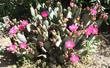 Opuntia basilaris, Beavertail Cactus in the Santa Margarita Garden - grid24_3