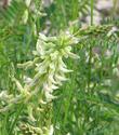 Astragalus nuttallii, Nuttall's Milkvetch flower - grid24_24