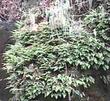 An old photo, 1990, of Polypodium californicum, California Polypody, on a shaded, north slope, San Luis Obispo county, California. - grid24_3