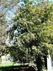 Prunus lyonii, Catalina Cherry can grow into a small tree - grid24_3