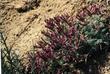 Oxytropis oreophila, Oxytrope, is a larval food plant for Blue butterflies, but deadly poisonous to livestock.  - grid24_3