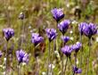 Brodiaea pulchella, or Dichelostemma capitatum,  Wild Hyacinth, flowers in very early spring, and so provides nectar for pollinators, when not much else is flowering.  - grid24_3