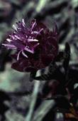 Here is an ancient photo of Monardella palmeri, Palmer's Monardella, with its purple flowers and dark reddish-green leaves.  - grid24_3