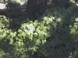 Marah fabaceus fabaceus, Wild Cucumber grows in the shade - grid24_3