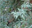 A Thrasher with a Mahonia nevinii, (syn. Berberis nevinii) Nevin's Barberry berry in his beak. - grid24_3
