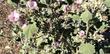 This is a very old photo of Malacothamnus davidsonii, Davidson's Bush Mallow, from southern California. - grid24_3