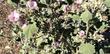 This is a very old photo of Malacothamnus davidsonii, Davidson's Bush Mallow, from southern California. - grid24_24