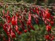Zauschneria cana, (Epilobium canum) 'Hollywood Flame' California fuchsia used to grow native on rocky out croppings around Los Angeles, Malibu, Pasadena and greater LA. - grid24_24