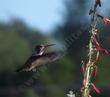 Penstemon centranthifolius, Scarlet Bugler,  was "born to be wild" with hummingbirds ( here with Costa's Hummingbird).  - grid24_3