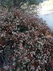 California Buckwheat, Eriogonum fasciculatum foliolosum, showing fall color.  - grid24_3