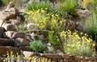 Baileya multiradiata, Desert Marigold, in flower in a cultivated desert landscape.  - grid24_3