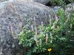 Lupinus polyphyllus - grid24_3