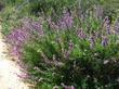 Trichostema lanatum, Woolly Blue Curls used to grow native through the Santa Monica Mountains, Santa Catalina Island, up through Thousand Oaks, Los Angeles, Riverside,  up to Monterey and south to San Diego.  - grid24_3