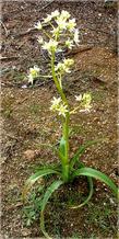 Zigadenus fremontii, Star Lily in the ground. Usually shallow soil on top. - grid24_3