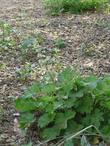 Heuchera maxima, Island Alum Root, grows excellently under Quercus agrifolia, in oak leaf mulch, as shown in this photo with Sanicula crassicaulis.  - grid24_3