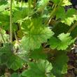 Tellima grandiflora, Fringe cup  leaves - grid24_3