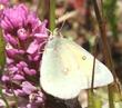 Orthocarpus densiflorus,  Owl's Clover  with butterfly - grid24_3