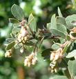 Morro Bay, Los Osos manzanita. - grid24_3