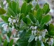 Howell's manzanita grows on Harris Grade between Lompoc and Santa Maria.. - grid24_3