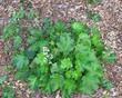 In this Santa Margarita nursery garden photo, you can see the form and flowers of Heuchera maxima Island, Alum Root. - grid24_3
