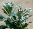 Hazardia detonsa, Island Hazardia, is a great perennial for the pollinator garden. - grid24_3