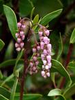 Green leaf manzanita, Arctostaphylos patula flowers are pink in small grape like clusters. - grid24_24