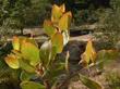 Arctostaphylos tomentosa leaves - grid24_3