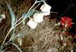 Fairy Lantern, Calochortus albus - grid24_3