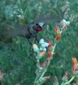 Dudleya pulverulenta, Chalk Liveforever  with an Anna Hummingbird - grid24_3