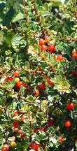 Rhamnus crocea, Redberry - grid24_24
