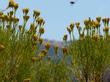 Ericameria arborescens, Golden Fleece - grid24_3