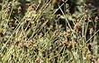 Carex subfusca Rusty Sedge - grid24_3