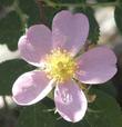 Rosa pinetorum Whiskey Rose - grid24_24