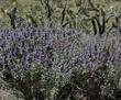 What a pleasant surprise to find amongst the Joshua trees. Salvia dorrii with Yucca brevifolia in the Mojave desert  - grid24_3