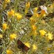 A party of three enjoying the nectar and pollen of the flowers of Chrysothamnus nauseosus, Rabbitbrush. - grid24_3
