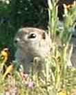 squirrel - grid24_3