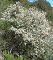 The white form of Buckbrush on w hillside in interior San Luis Obispo county. - grid24_24