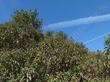 Malosma laurina, Laurel Sumac in the Santa Susana Mts. - grid24_3