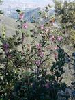Ribes malvaceum, Chaparral Currant, growing near San Luis Obispo, California.  - grid24_3